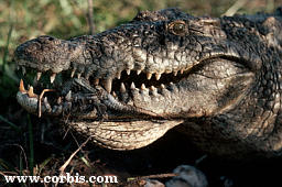 Crocodiliens