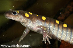 Urodles
