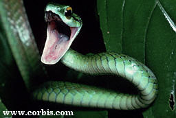 Saurophidiens